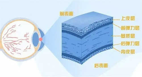 角膜结构 角膜结构