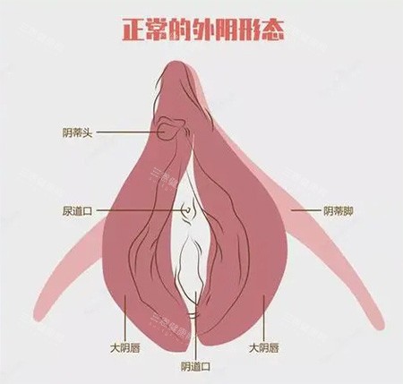 女性私密外阴部位示意图 女性私密外阴部位示意图